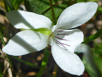 Viola macloskeyi