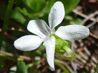 Five-petalled flower