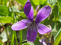 Net-veined lower petal