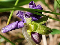 Developing flower