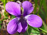 White-centered flower