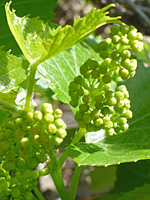 Vitis arizonica