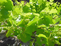 Toothed leaves