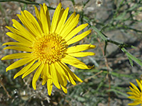 Xanthisma spinulosum