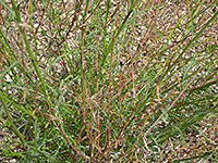 Tangled leaves and stems