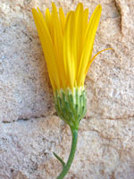 Spiny goldenweed