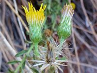 Three flowerheads