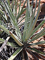 Grey-green leaves