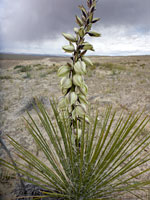 Yucca baileyi