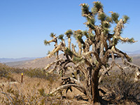 Yucca brevifolia