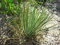 Yucca constricta