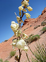 Yucca elata