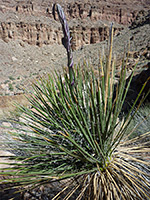 Yucca harrimaniae