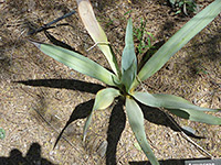 Yucca pallida