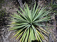 Yucca schottii