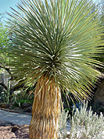 Thompson's yucca, leaf rosette