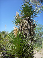 Tall specimen of Spanish dagger