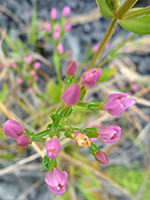 Top of a cluster