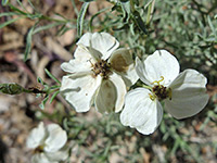 Two white flowers