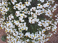 Desert Zinnia