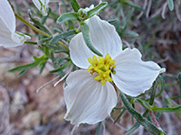 Desert zinnia