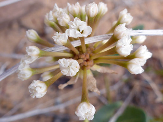 Fragrant White Sand-Verbena