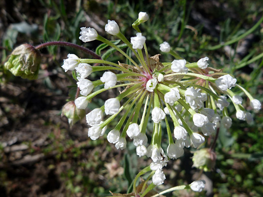 Snowball Sand Verbena; Abronia fragrans on Ceja Pelon Mesa, New Mexico