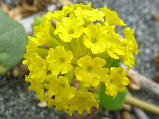 Yellow Sand Verbena; Tubular calyces of abronia latifolia, Prairie Creek Redwoods National Park, California