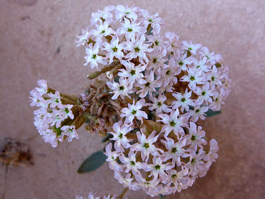 Dwarf Sand Verbena