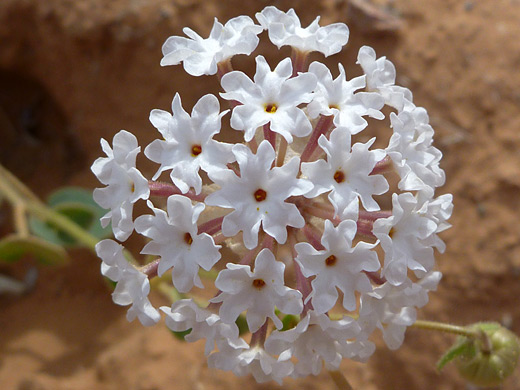 Mojave Sand Verbena; Spherical flower cluster of abronia pogonantha (mojave sand verbena), near Little Finland, Lake Mead