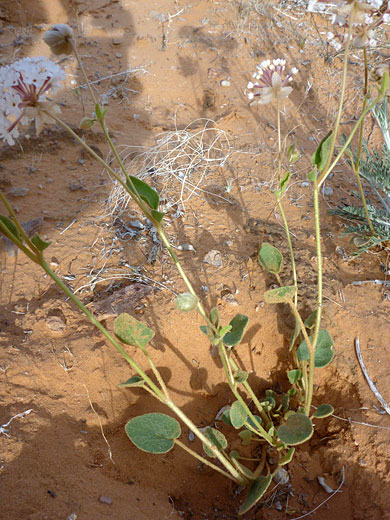 Mojave Sand Verbena