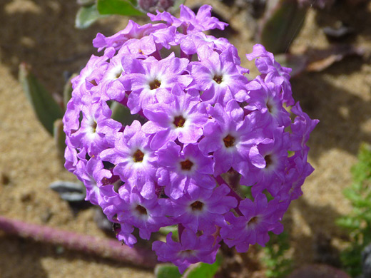 Beach Sand Verbena; Spherical flower cluster of abronia umbellata (sand verbena), by the coast in Montana de Oro State Park