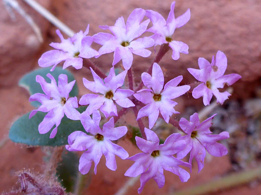 Pinkish-white flowers