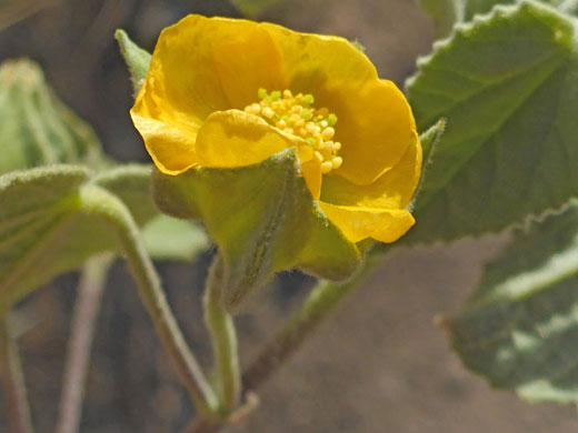 Shrubby Indian Mallow; Shrubby indian mallow (abutilon abutiloides), Picketpost Mountain, Arizona