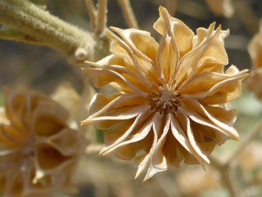 Shrubby Indian Mallow