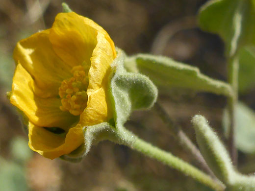 Corolla and calyces