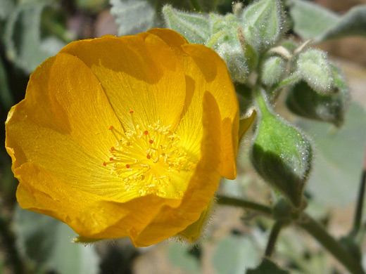 Palmer's Indian Mallow; Cup-shaped flower of abutilon palmeri, at the Desert Botanical Garden, Phoenix, Arizona