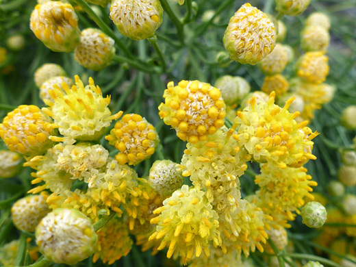 Rayless Goldenhead; Clustered yellow flowerheads; acamptopappus sphaerocephalus, Contact Mine Trail, Joshua Tree National Park, California