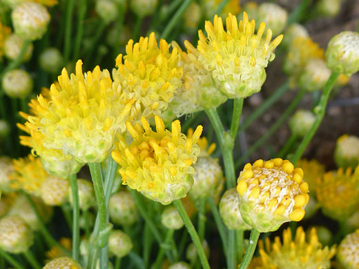 Protruding florets