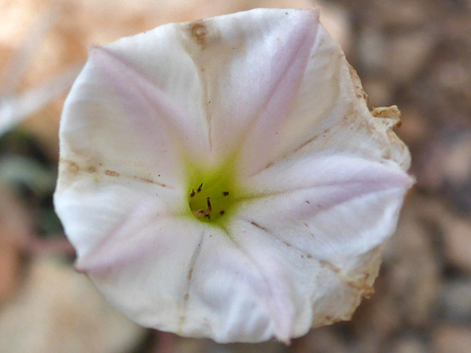 Angel's Trumpets; Pale pink corolla lobes of acleisanthes longiflora - Oak Spring Trail, Big Bend National Park, Texas