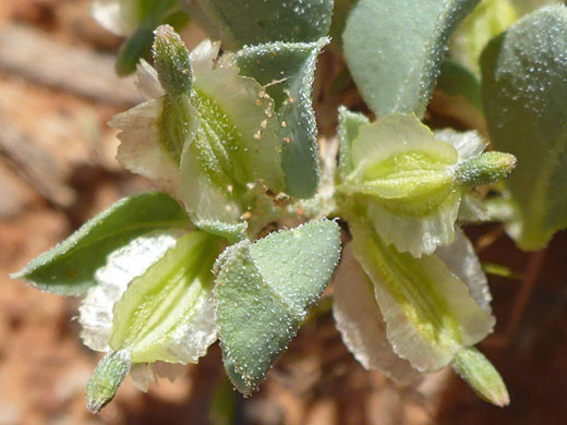 Winged fruit
