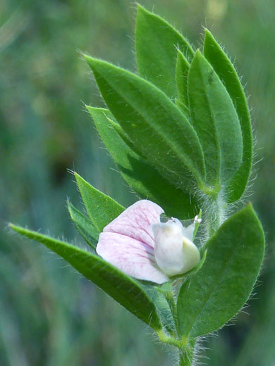 Spanish Clover; Acmispon americanus (spanish clover), Pomeroy Tanks, Sycamore Canyon, Arizona