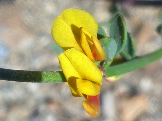 Pair of flowers -  var brevialatus