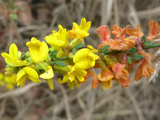 Yellow and orange flowers