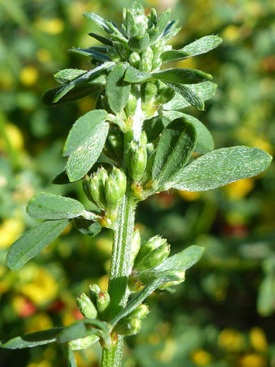 Hairy leaves