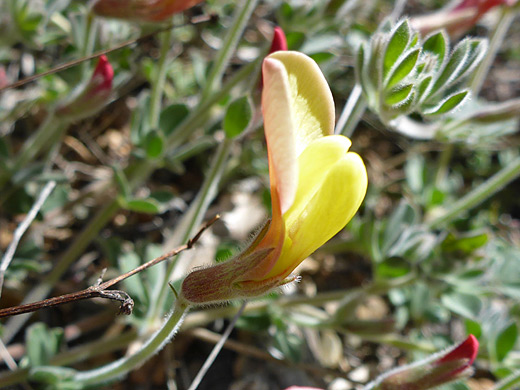 Greene's Deerweed; Yellow flower of acmispon greenei at Cochise Stronghold, Arizona
