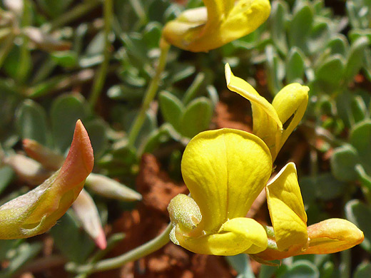 Mearns' Deerweed; Yellow/orange flowers of acmispon mearnsii along the Courthouse Butte Trail, Sedona, Arizona