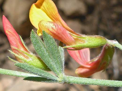 New Mexico Bird's-Foot Trefoil ; Acmispon oroboides, Kelly Canyon, Sedona, Arizona