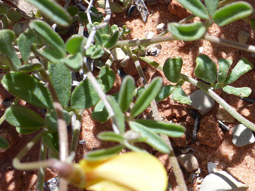 New Mexico Bird's-Foot Trefoil 