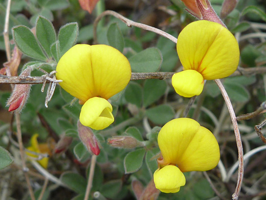 New Mexico Bird's-Foot Trefoil